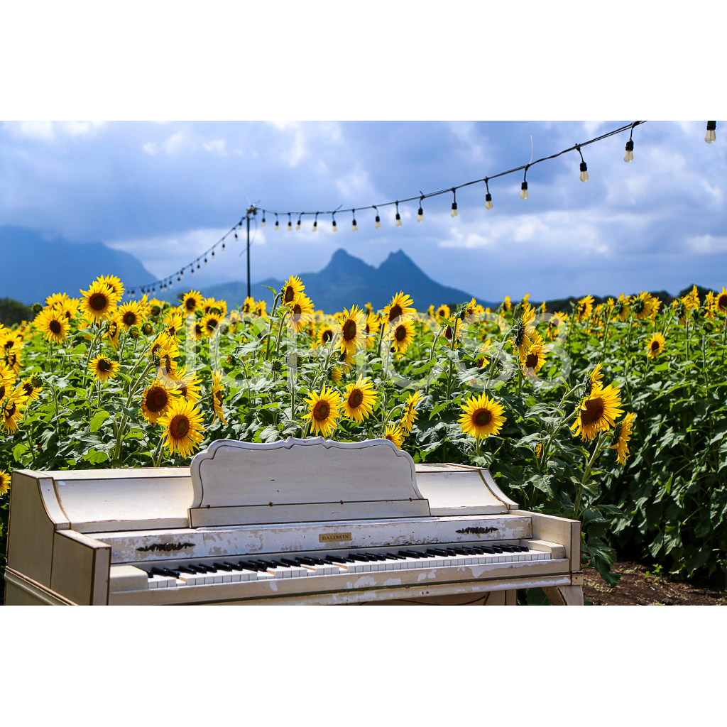 image_original_f2296038ef96964a6df5d5aed7520233.png