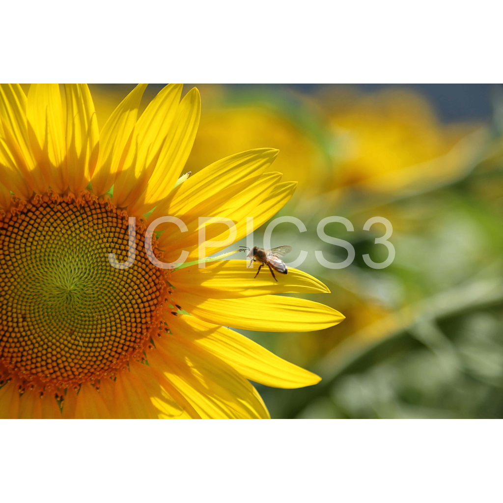 image_original_f2296038ef96964a6df5d5aed7520233.png