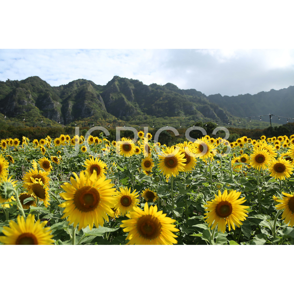 image_original_f2296038ef96964a6df5d5aed7520233.png