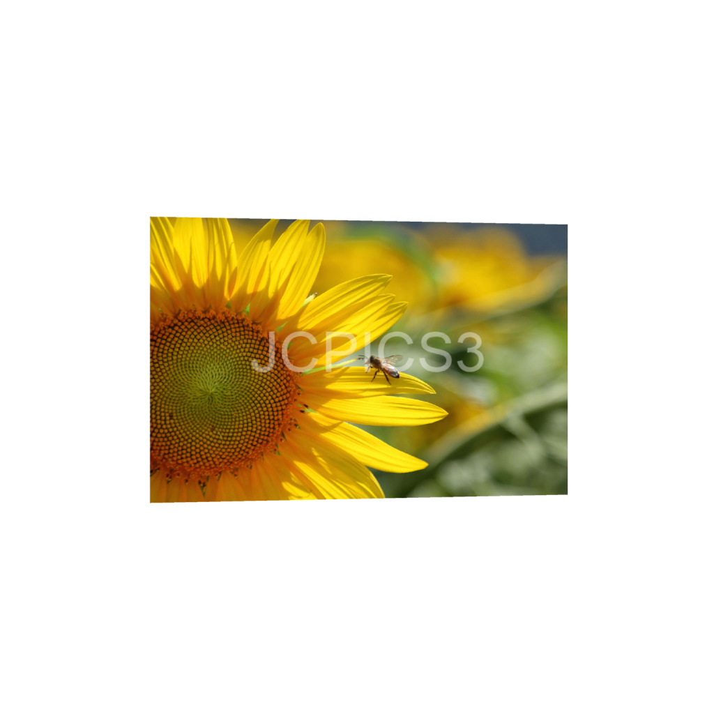 ptq_1_3_0_0_5760_3840_0_false_ffffff_0_0_f2296038ef96964a6df5d5aed7520233.png
