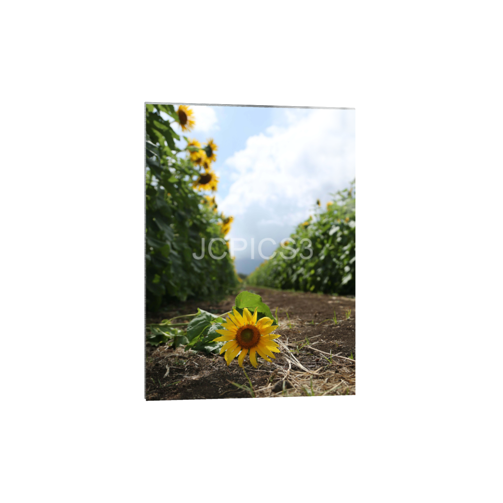 ptq_13_7_0_192_3840_5376_0_false_ffffff_0_0_f2296038ef96964a6df5d5aed7520233.png