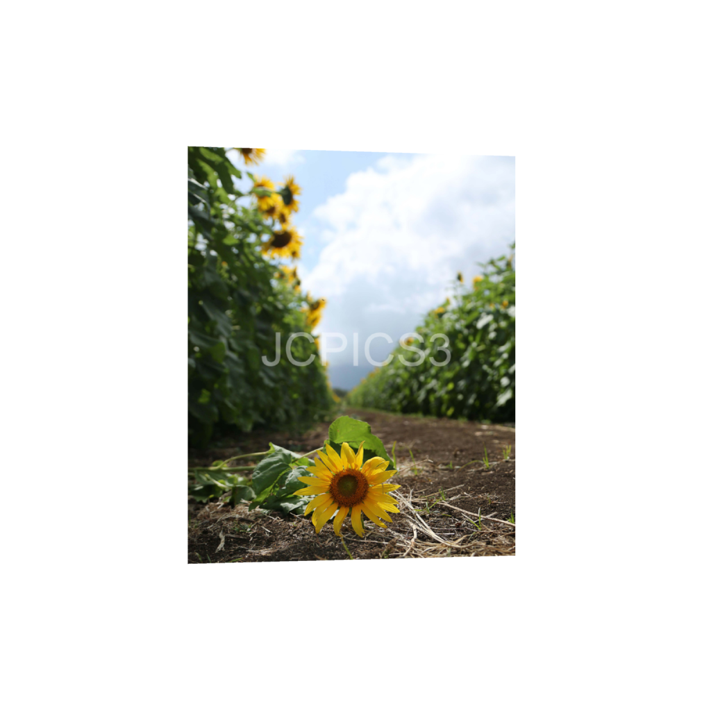 ptq_1_6_0_480_3840_4800_0_false_ffffff_0_0_f2296038ef96964a6df5d5aed7520233.png