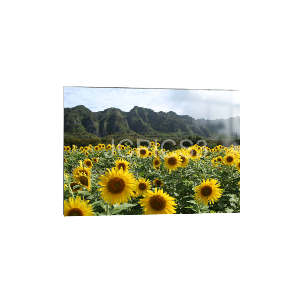ptq_13_7_192_0_5376_3840_0_false_ffffff_0_0_f2296038ef96964a6df5d5aed7520233.png