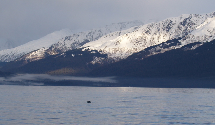 And harbor seals!