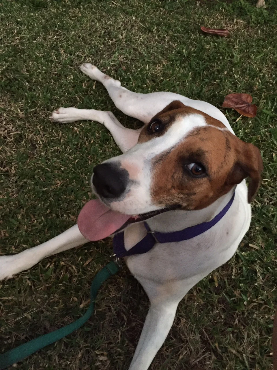 Eva the Dog