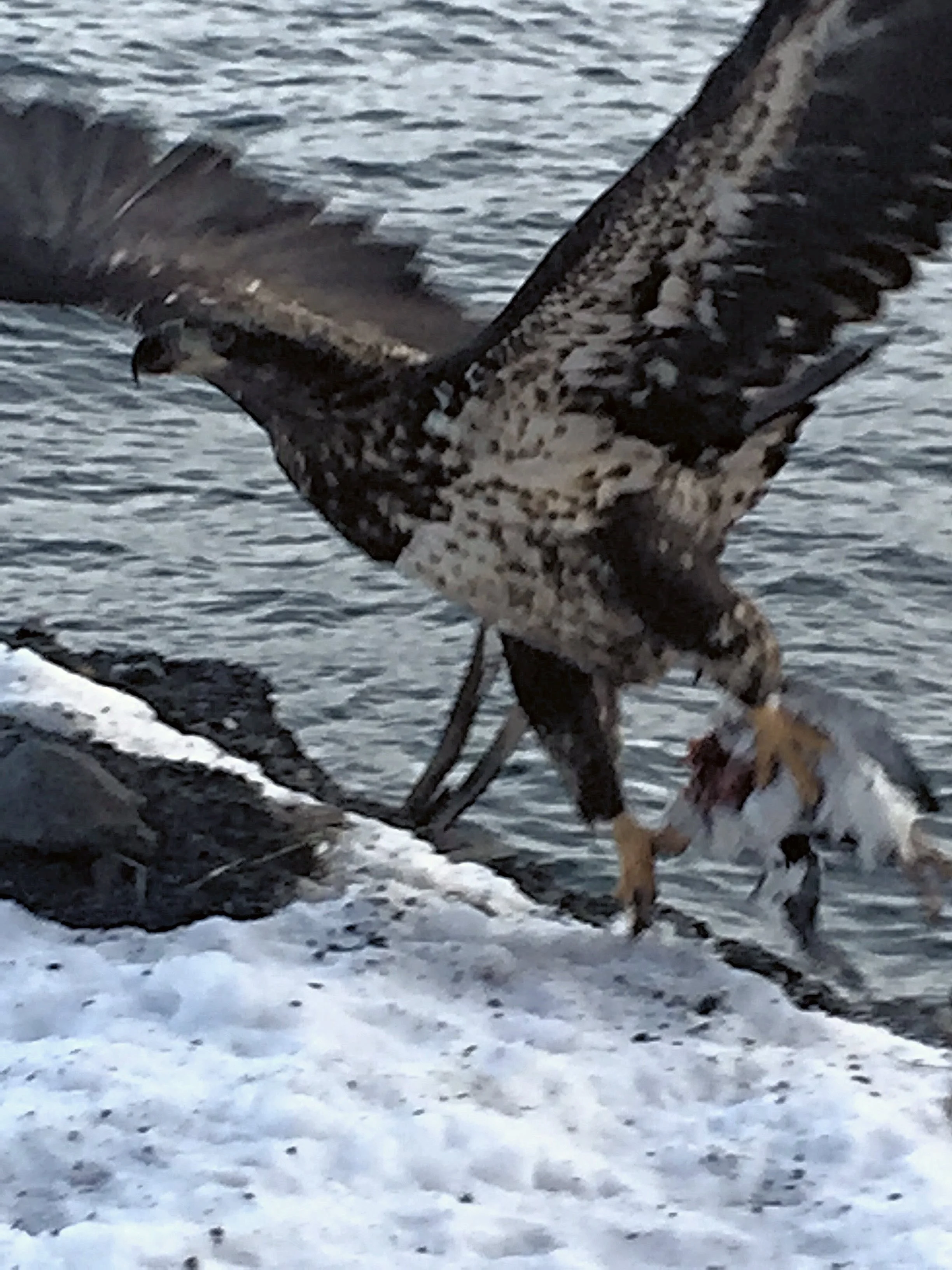 Juvenile Bald Eagle (and an unfortunate Common Murre)