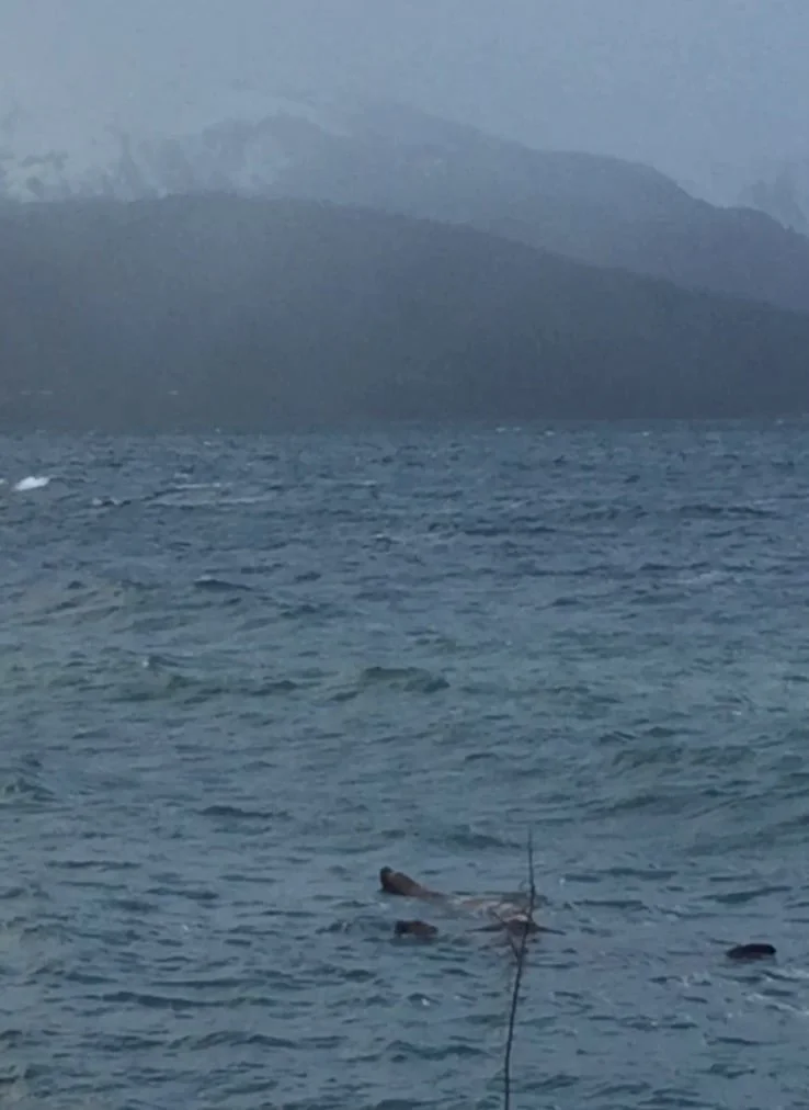 Stellar Sea Lions