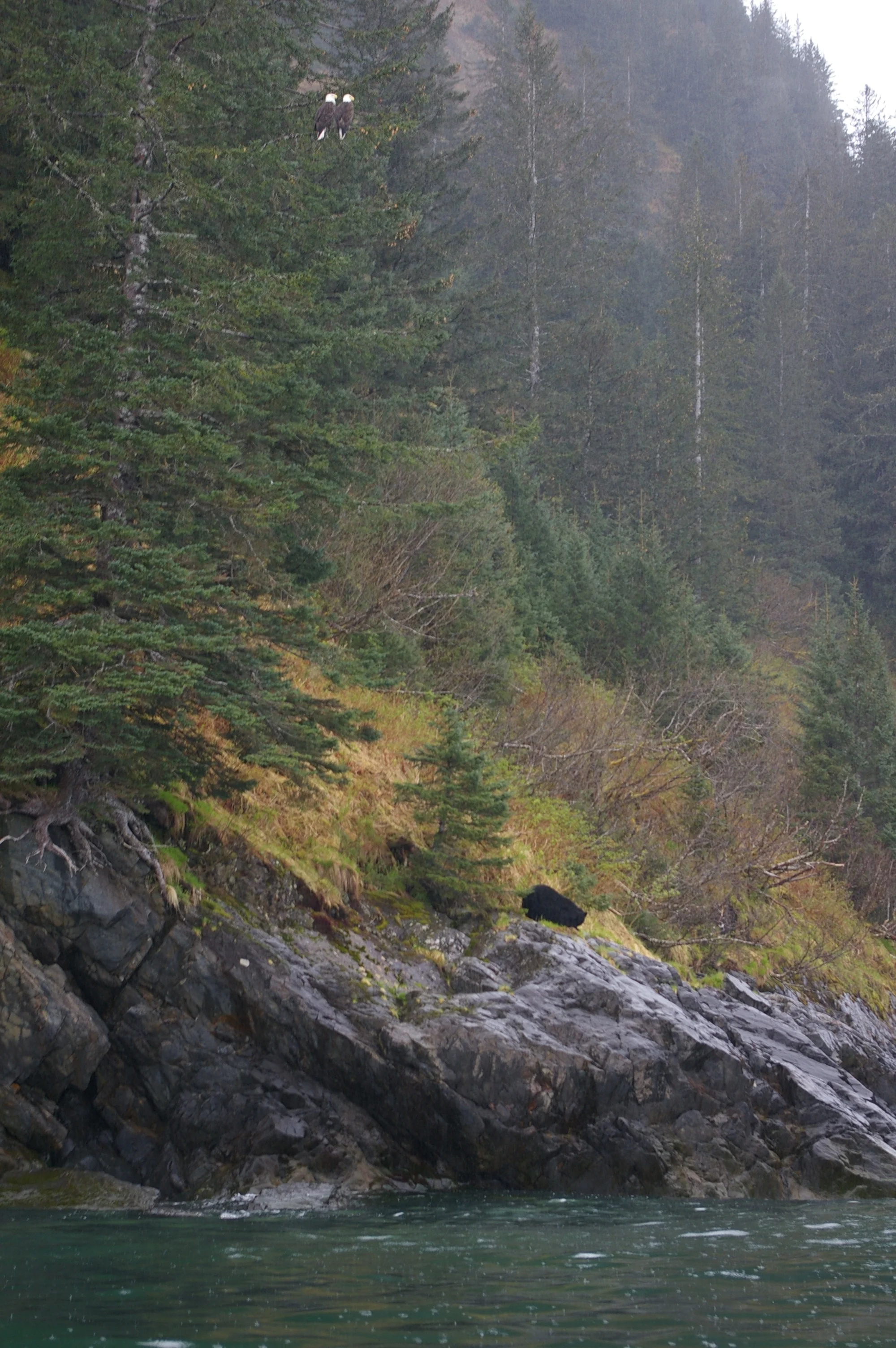 Double eagle, single black bear.