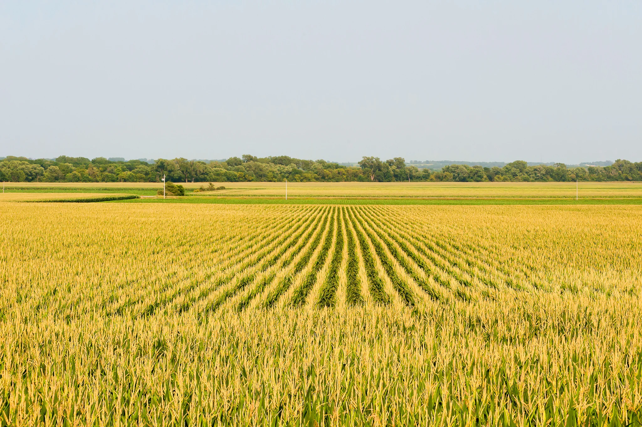 Corn fields.jpg