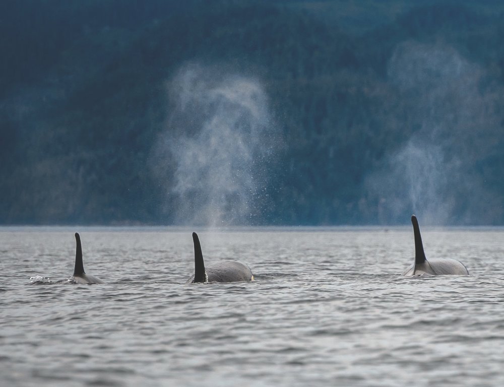 Best Time of Year for Whale Viewing — Sunny Cove - Kayaking, Hiking,  Wildlife & Glacier Cruises - Seward, Alaska