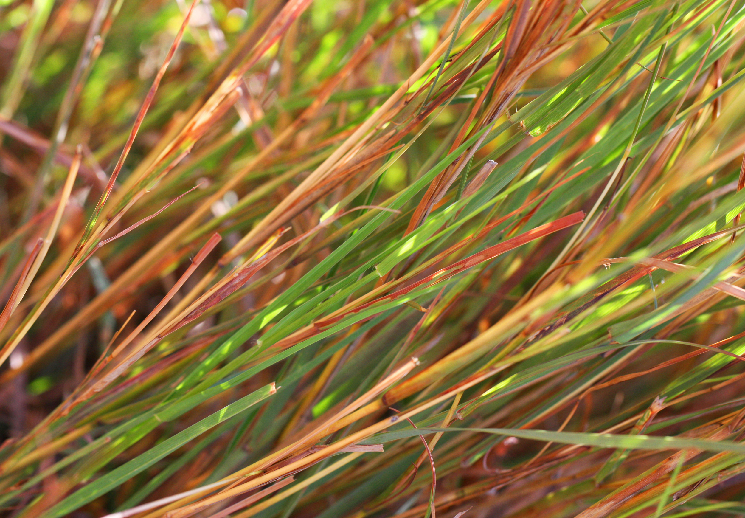 Pili Grass.jpg