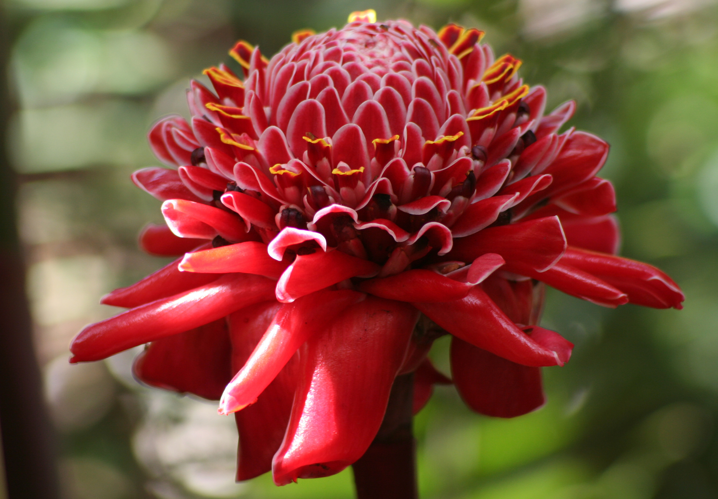 Torch Ginger.jpg