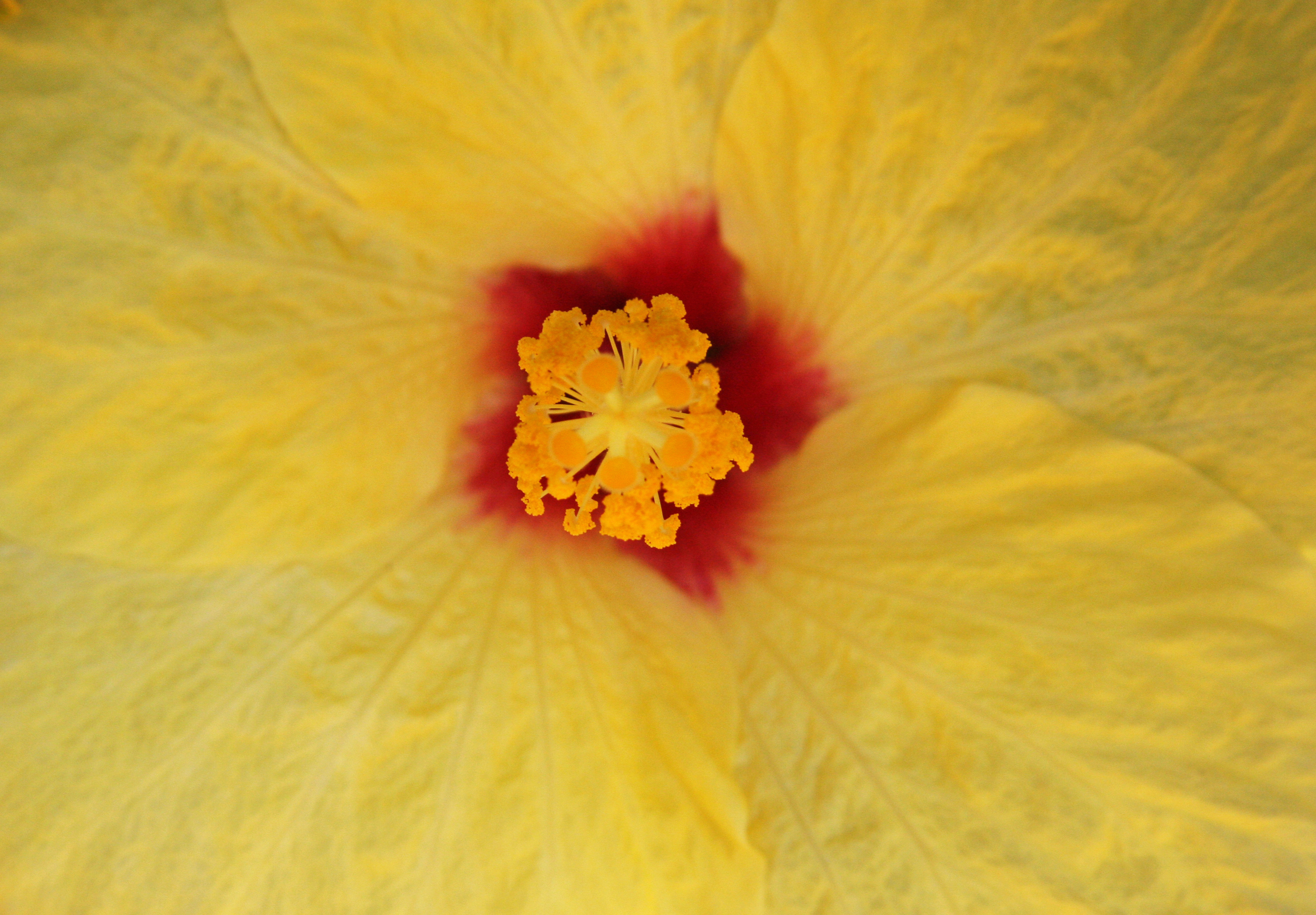 Yellow Hibiscus.jpg