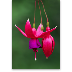 Fuchsia.png