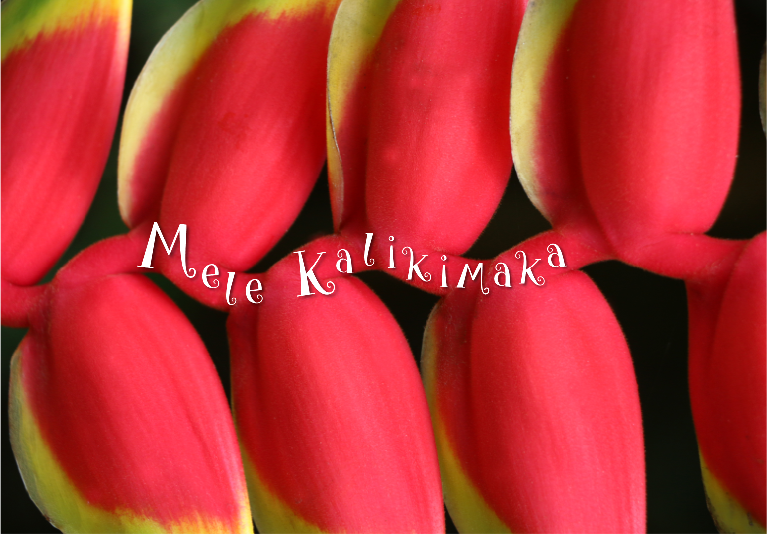 Heliconia (Mele Kalikimaka).png