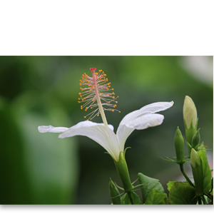 Koki'o ke'oke'o II.png