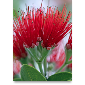 ʻOhiʻa lehua III.png