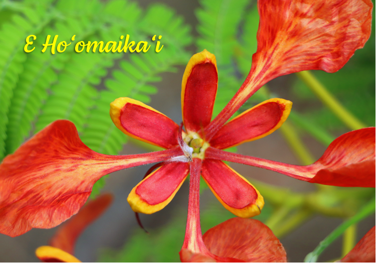 Royal Poinciana (E Ho'omaika'i).png