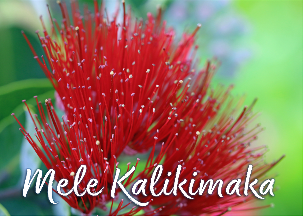 'Ohi'a Lehua V (Mele Kalikimaka).png