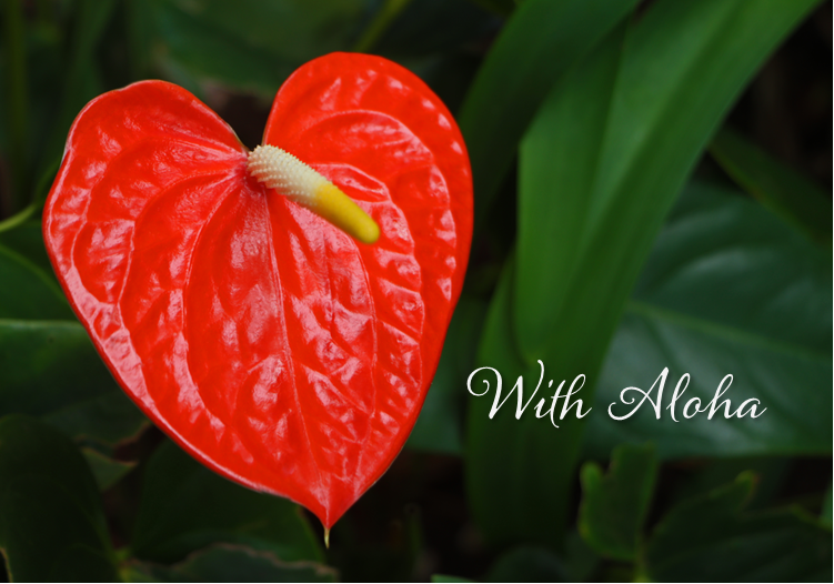 Anthurium.png