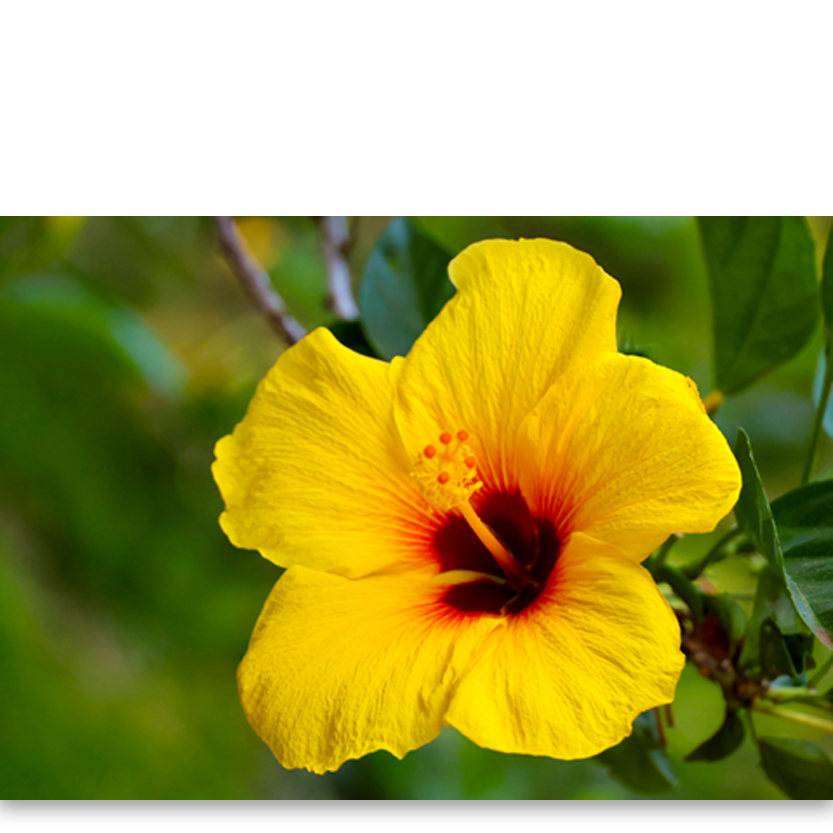 Yellow Hibiscus II.png