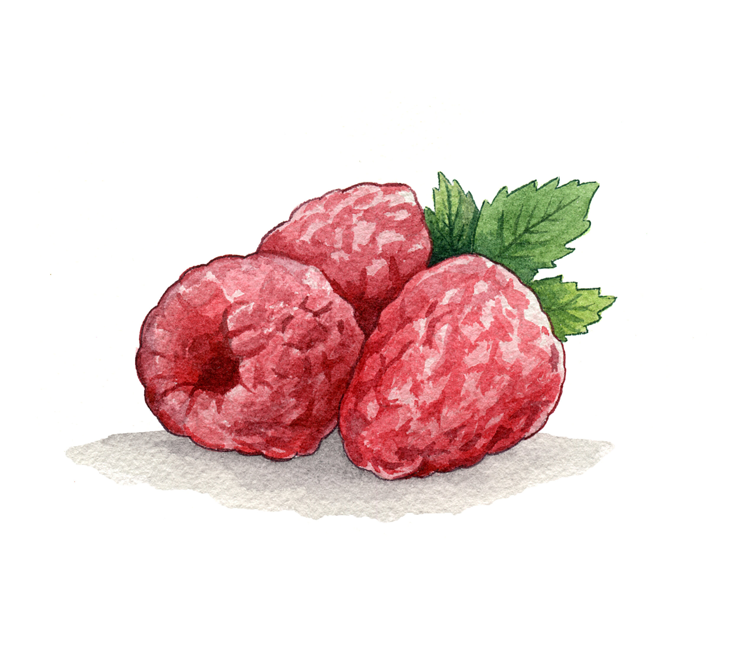 raspberry_illustration.jpg