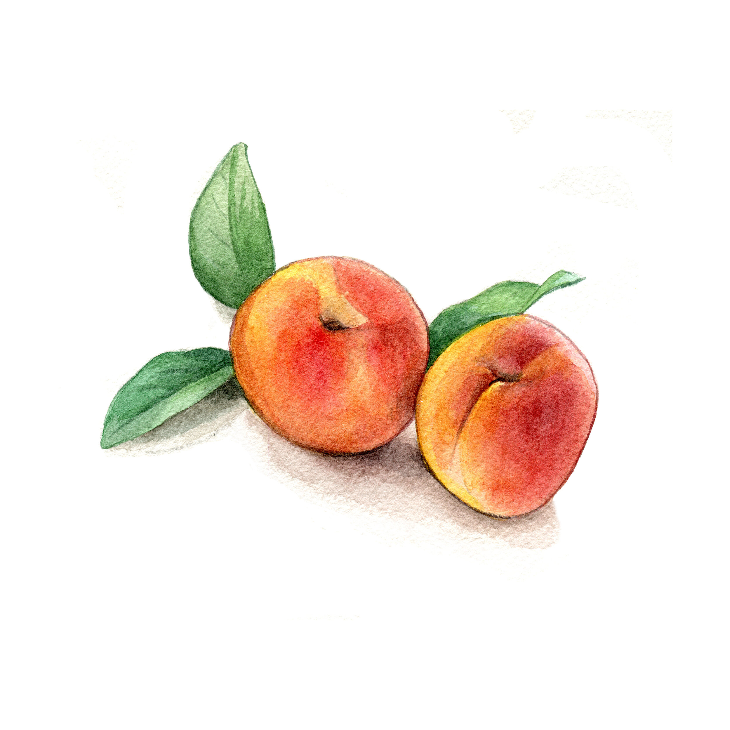 apricots_illustration_watercolor.jpg