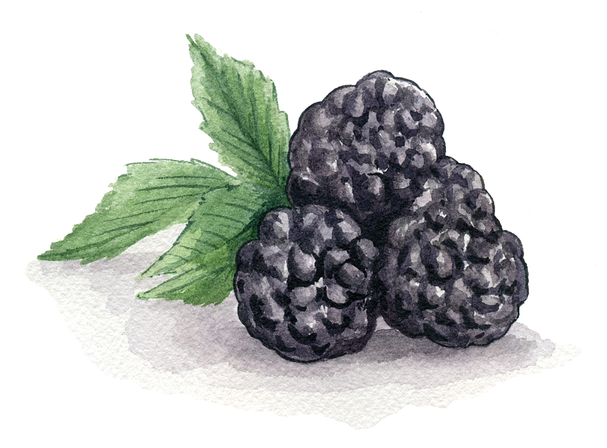blackberries_illustration.jpg