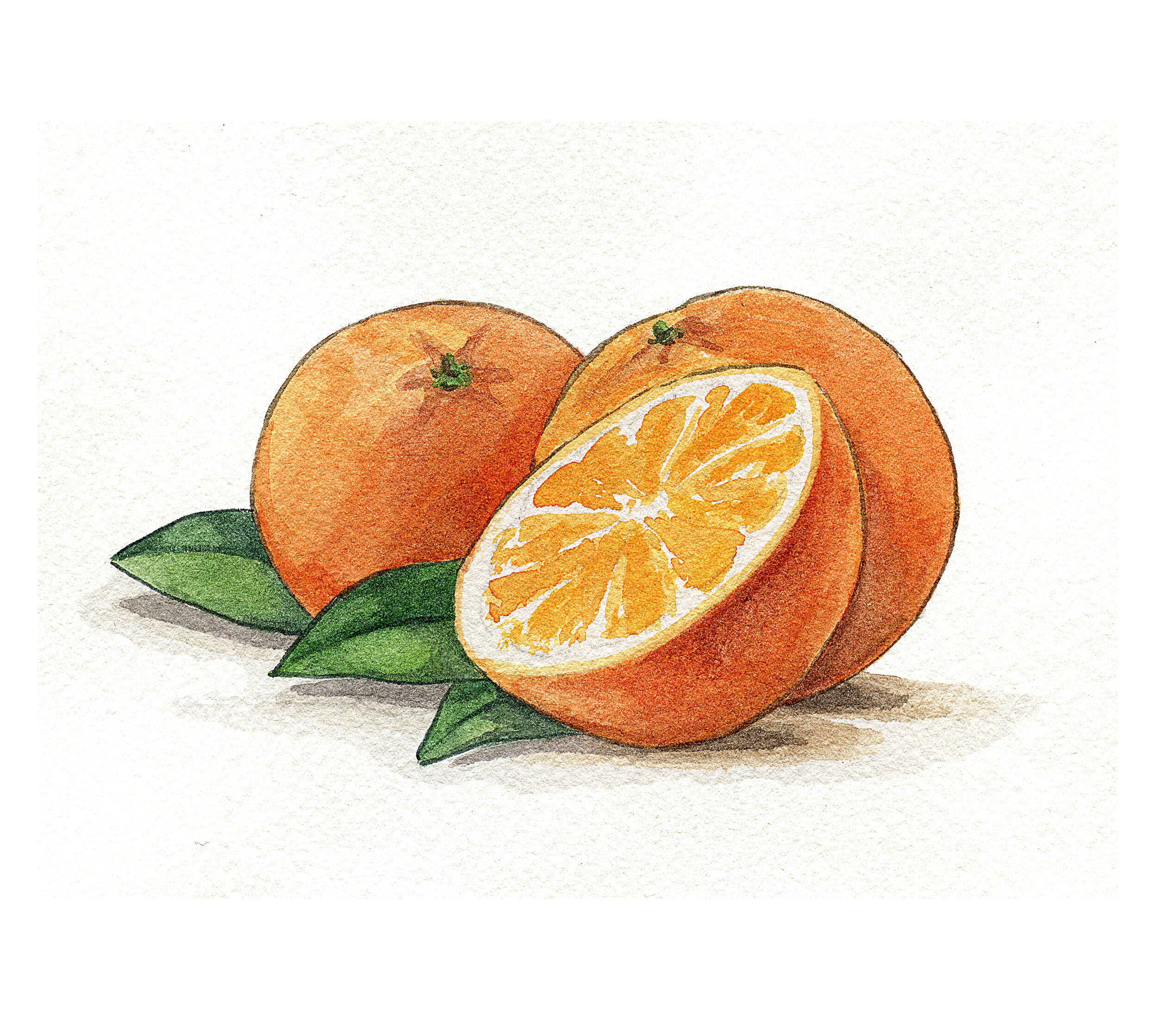 bitter_orange_illustration.jpg