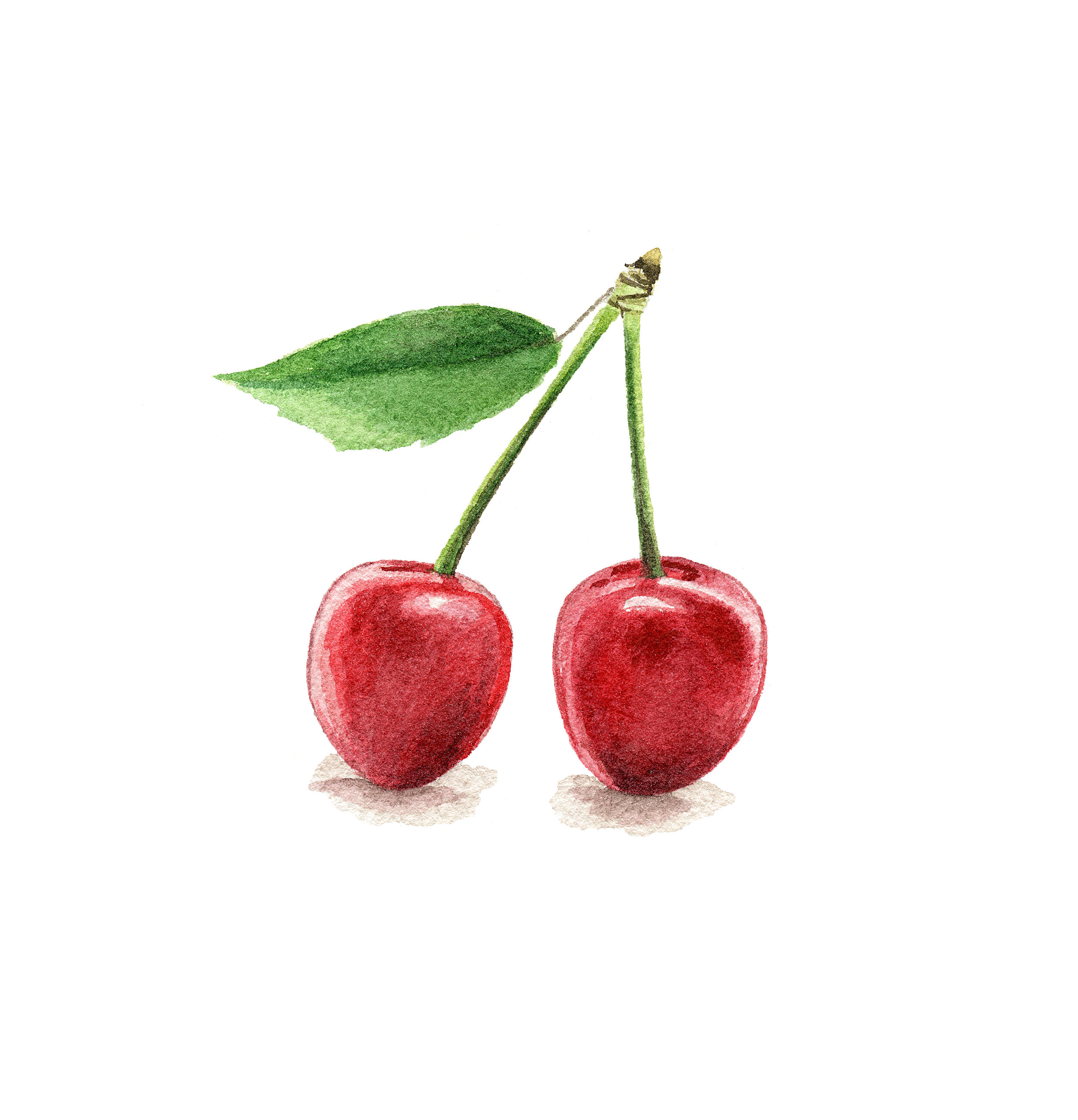 cherries_illustration_watercolor.jpg