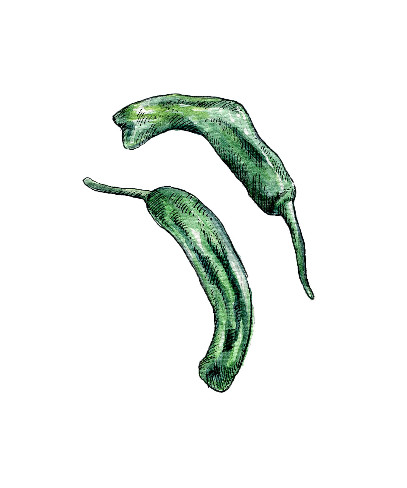peppers_illustrations.jpg
