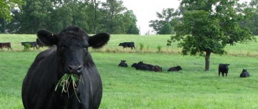How happy does this fella look chowing down on his intended food source??