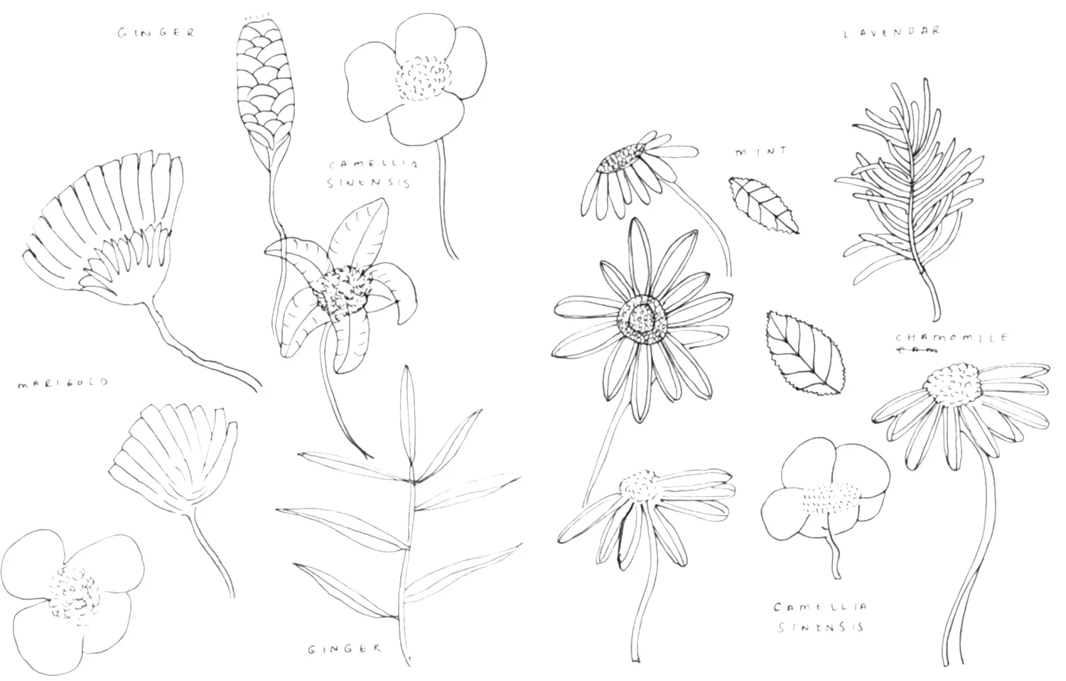 camelliatea-drawings.jpg