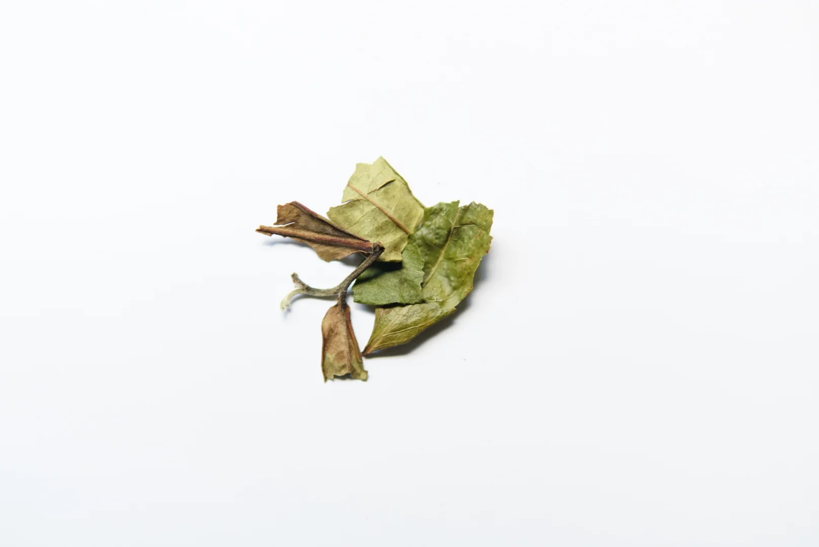 W- Whitepeony.JPG