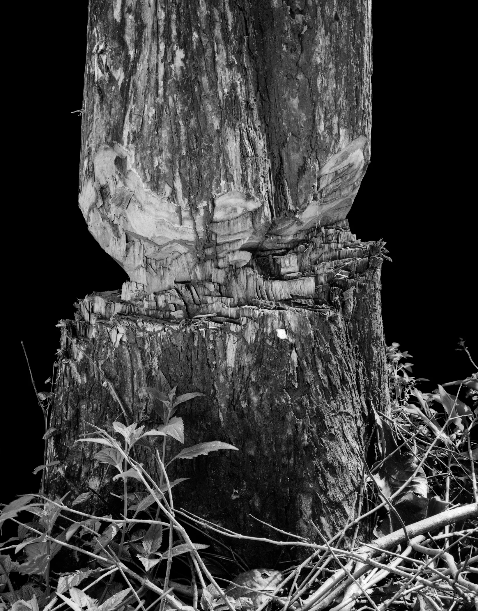 Tree Wound, Muna Island, Sulawesi.