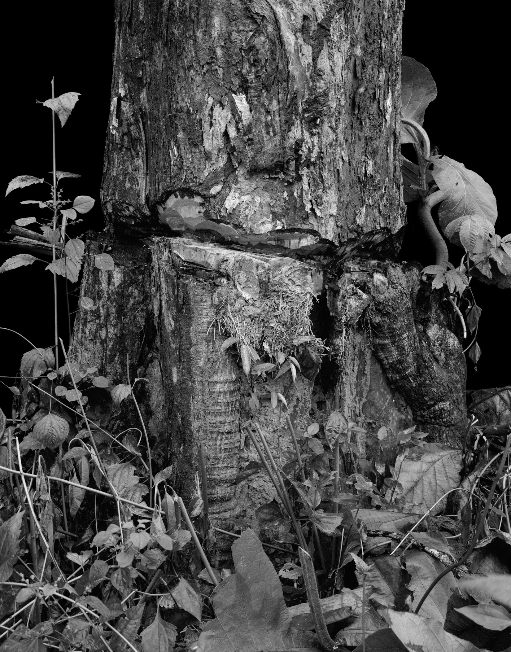 Tree Wound, Muna Island, Sulawesi.