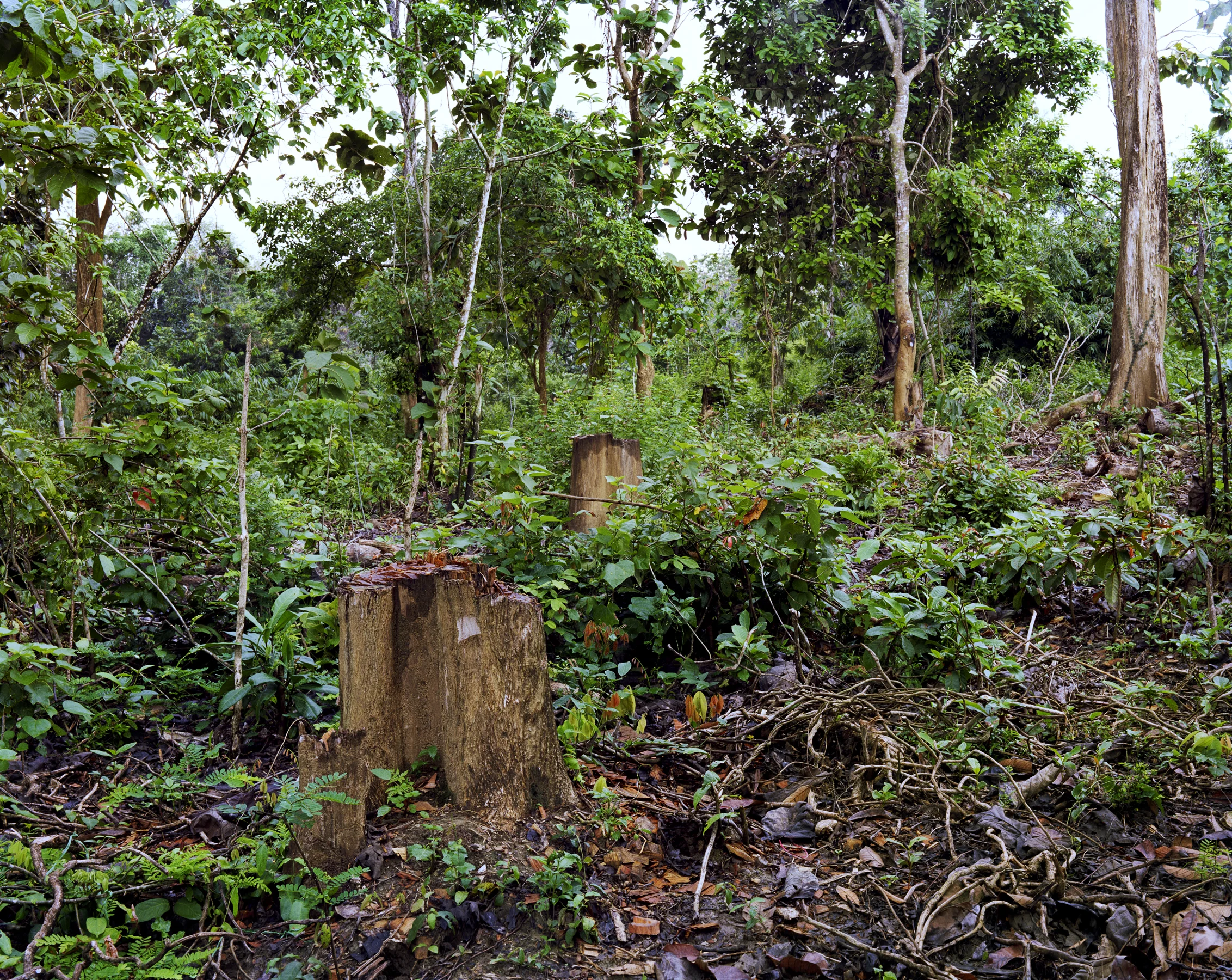 Felled teak in "Konservasi" forest, Muna Island, Sulawesi.