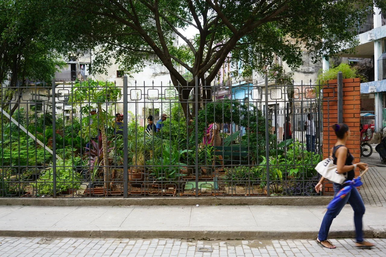 We planted seeds along the wall of this garden on corner of Habana y Tte.Rey. The seeds were planted so they would grow up the fence and could be picked from the outside the fence. 