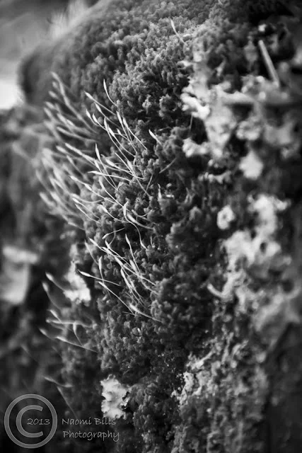 IMG_9986-bw-edited2-logo.jpg