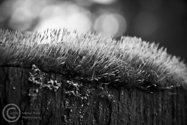 IMG_9984-bw-edited-logo.jpg