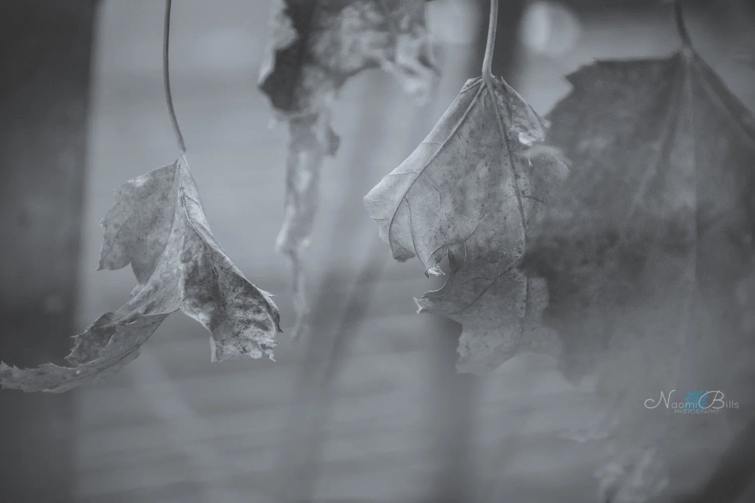 *Day 3 - Falling Leaves