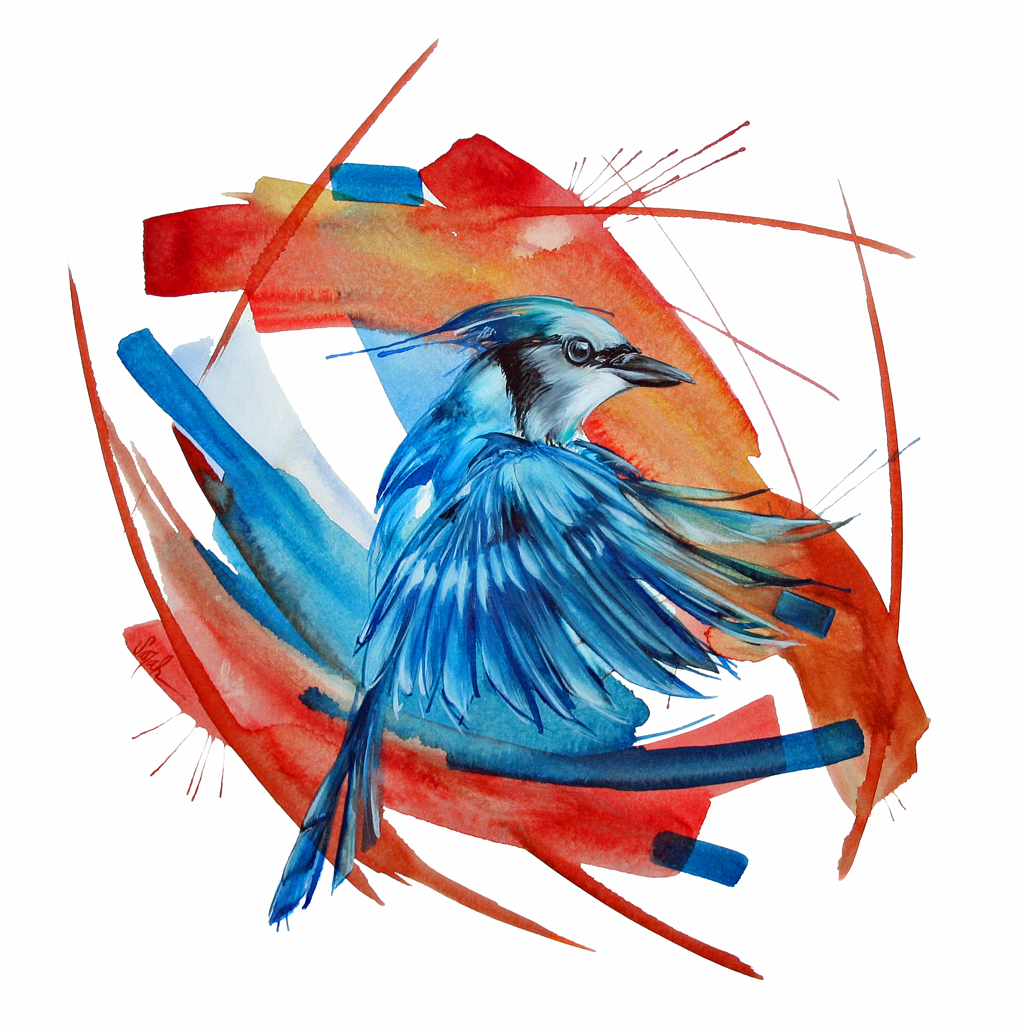 The Jay.jpg
