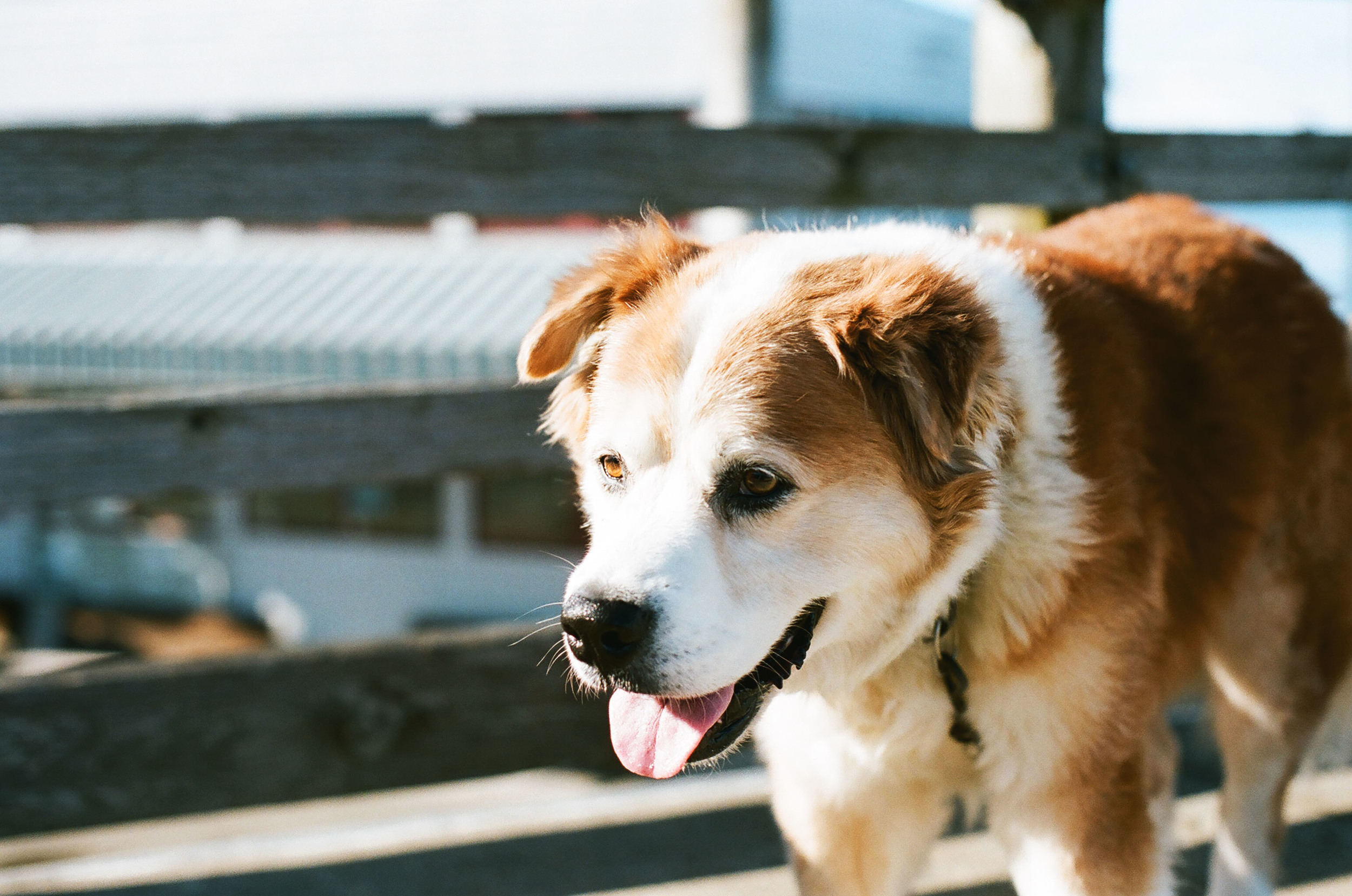 Mangy mutt