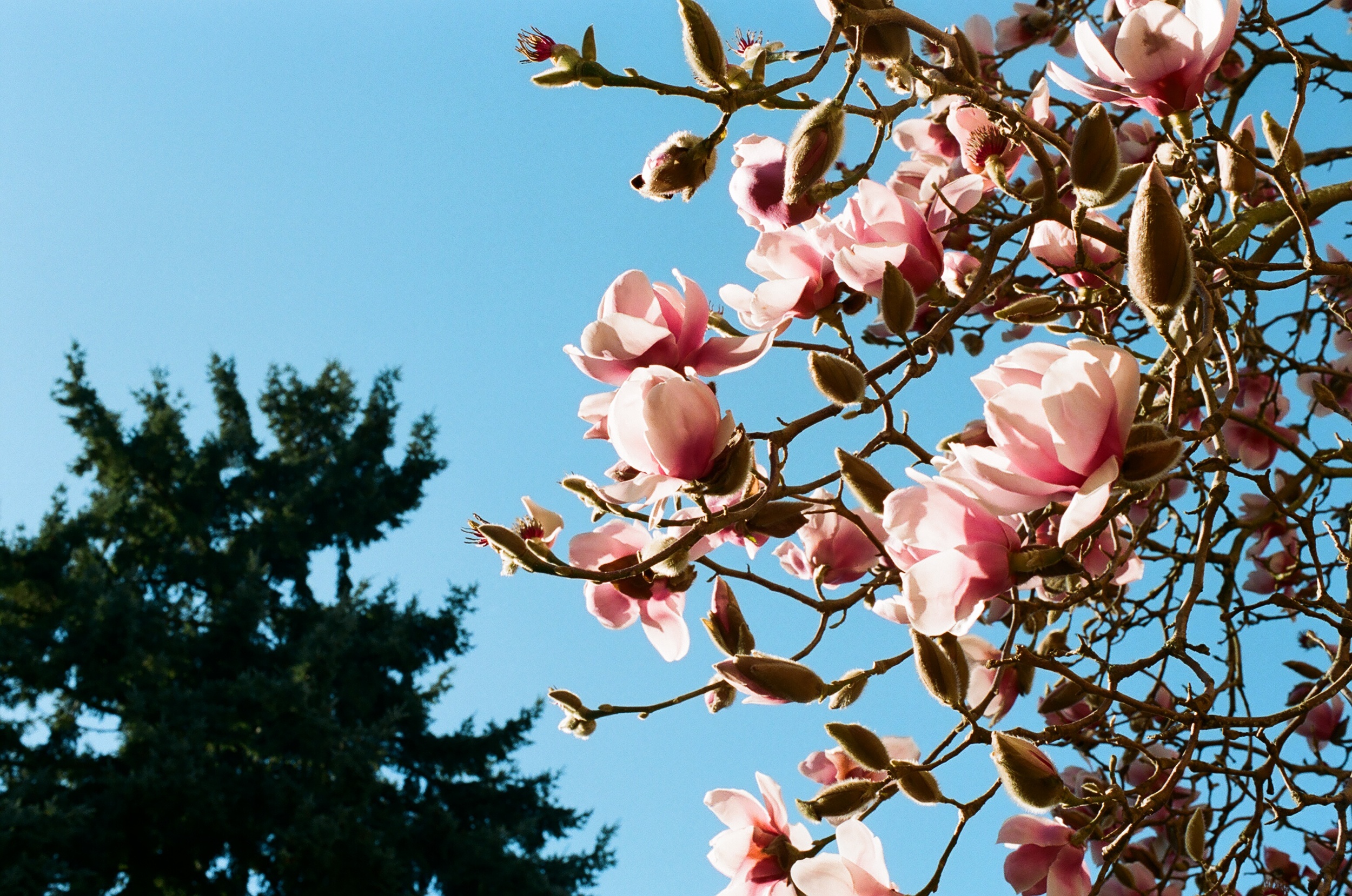 Magnolias in bloom.
