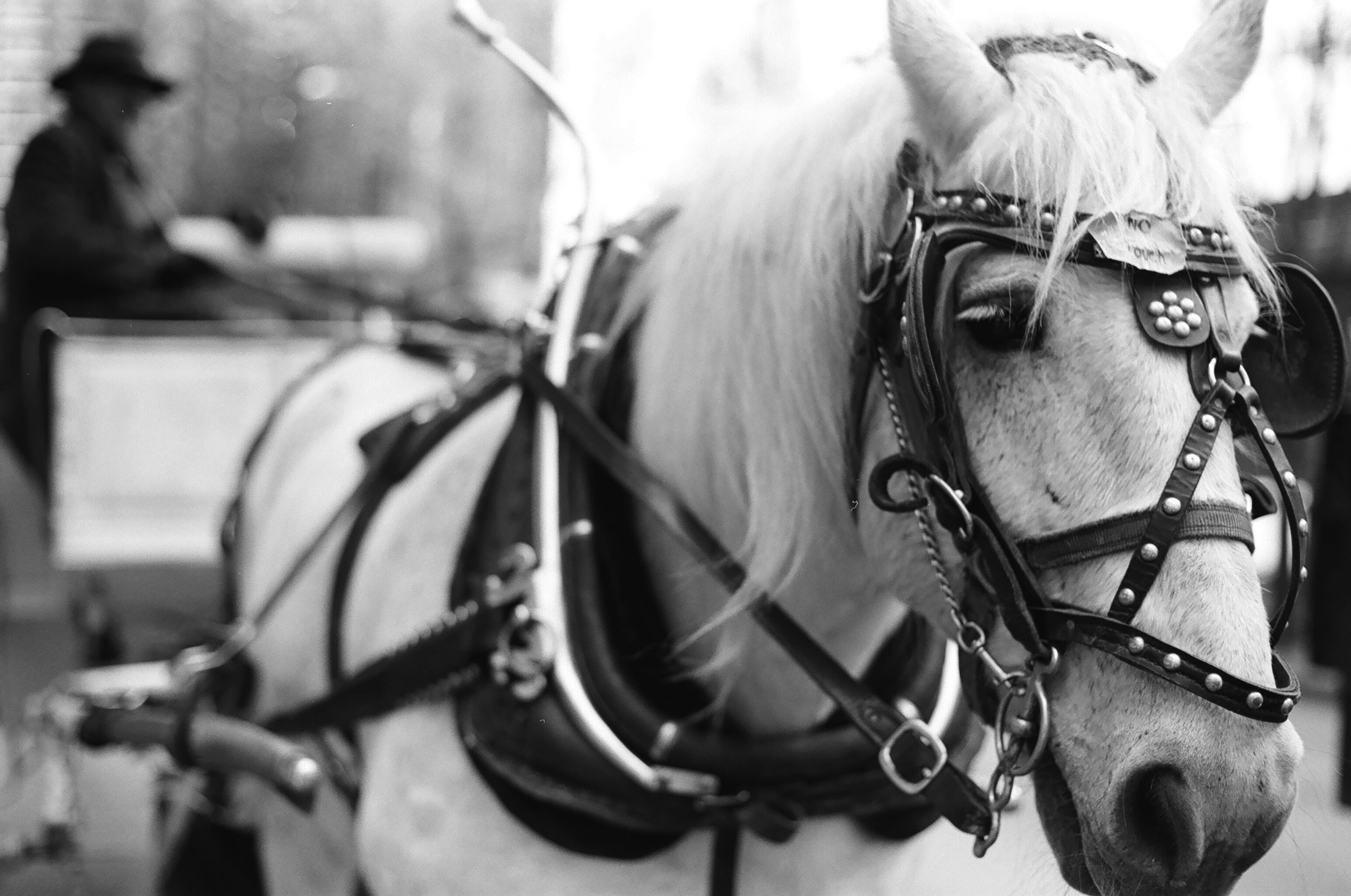 Selfie of Mr. Ed