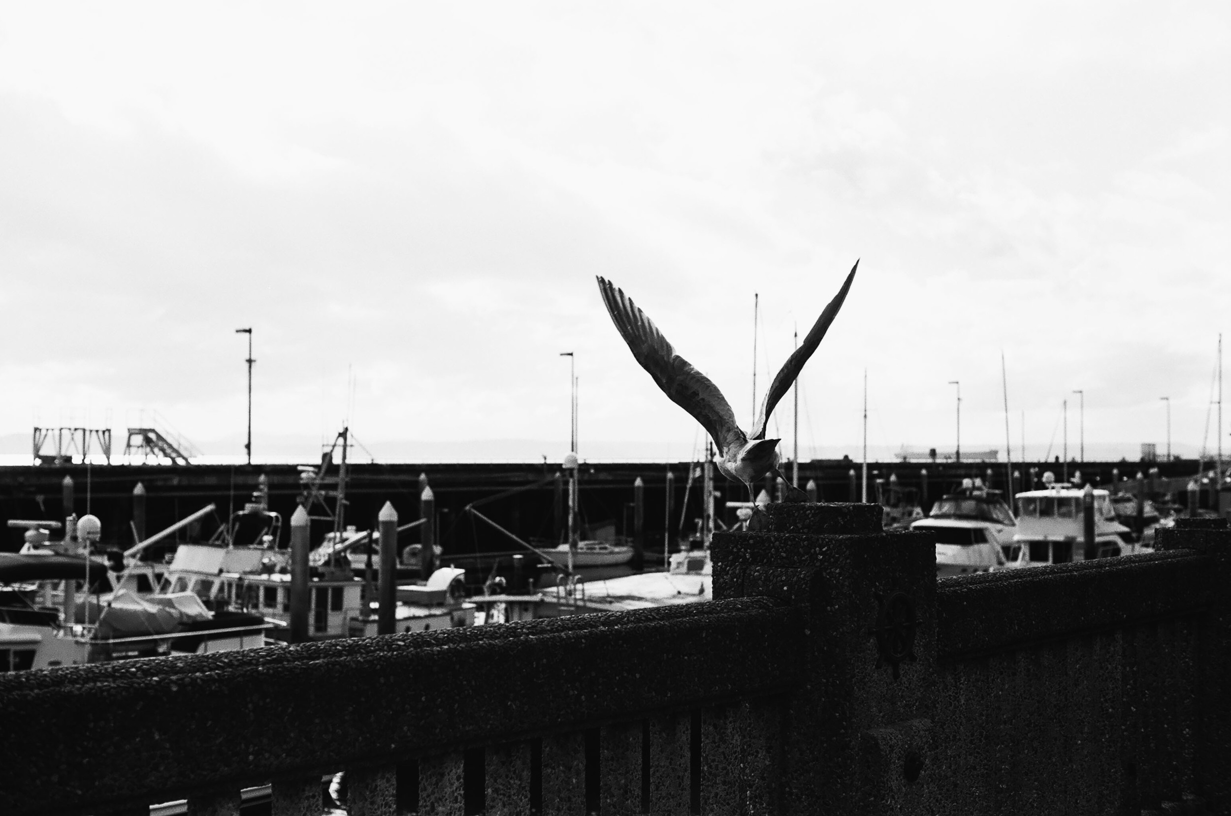 Take flight.