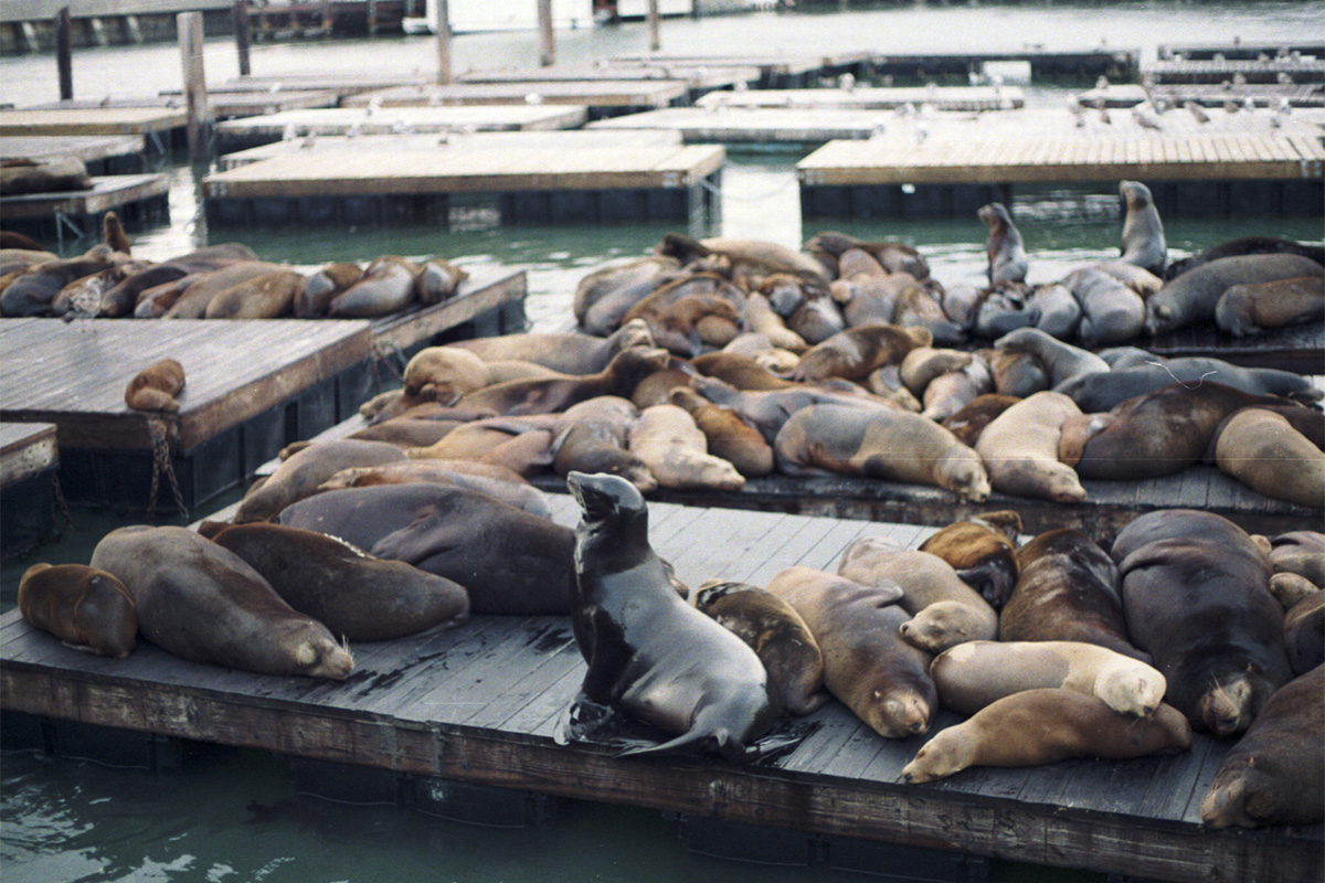 Pier 39