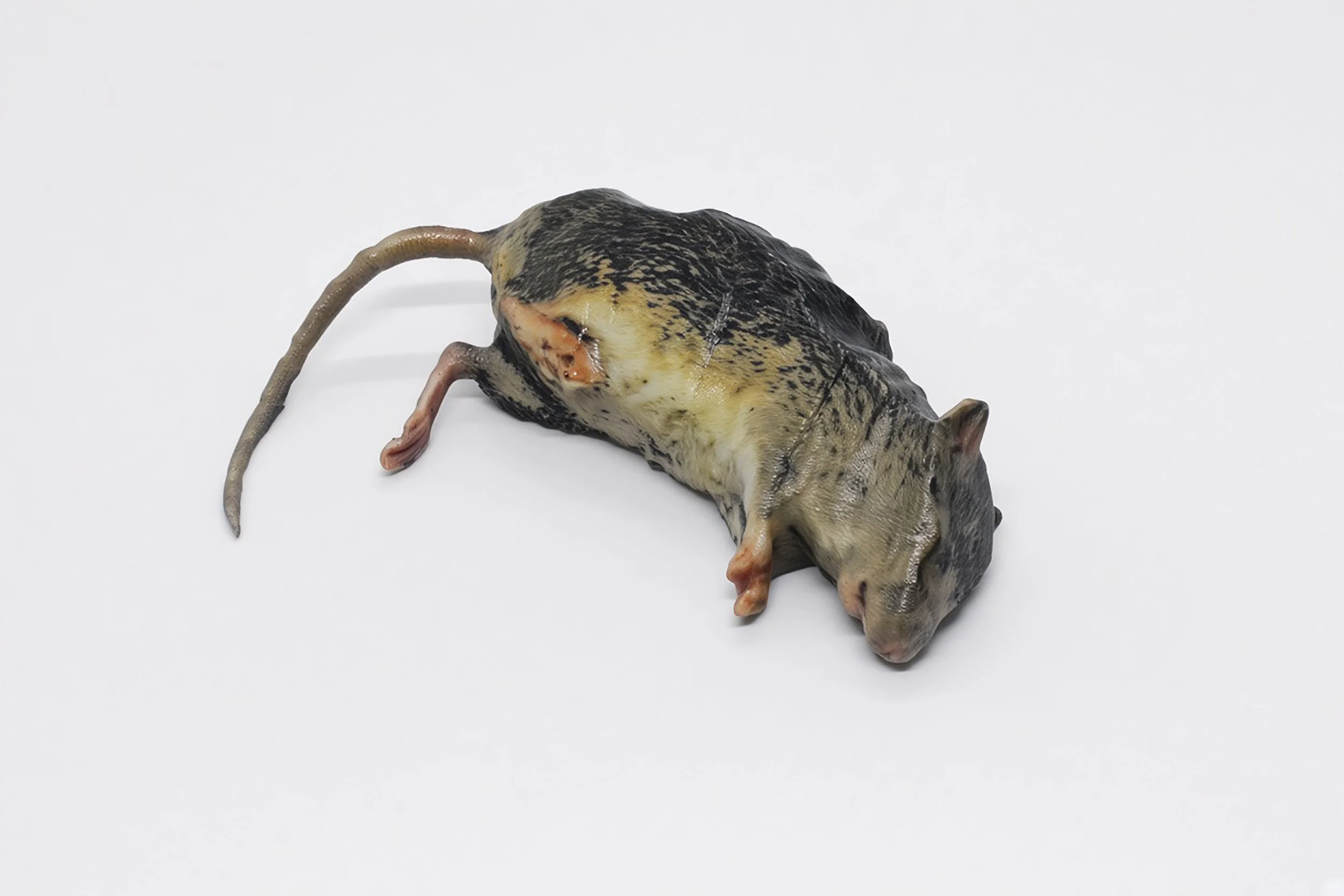 Rat copy.jpg