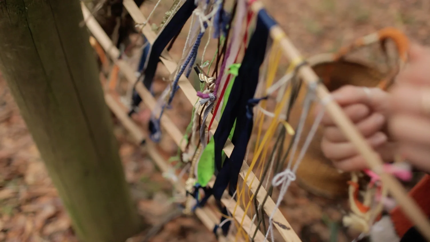 Bowerbird_04_RGB_72dpi.jpg