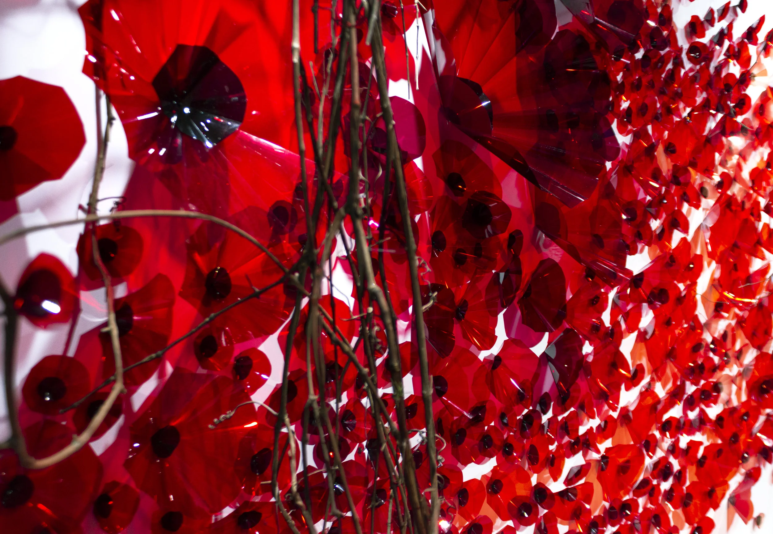 Poppy site 3.jpg